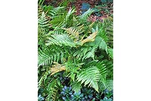 Dryopteris erythrosora 'Brilliance' (Autumn) Hardy Fern, Size-#1 Container, Copper Colored Fronds