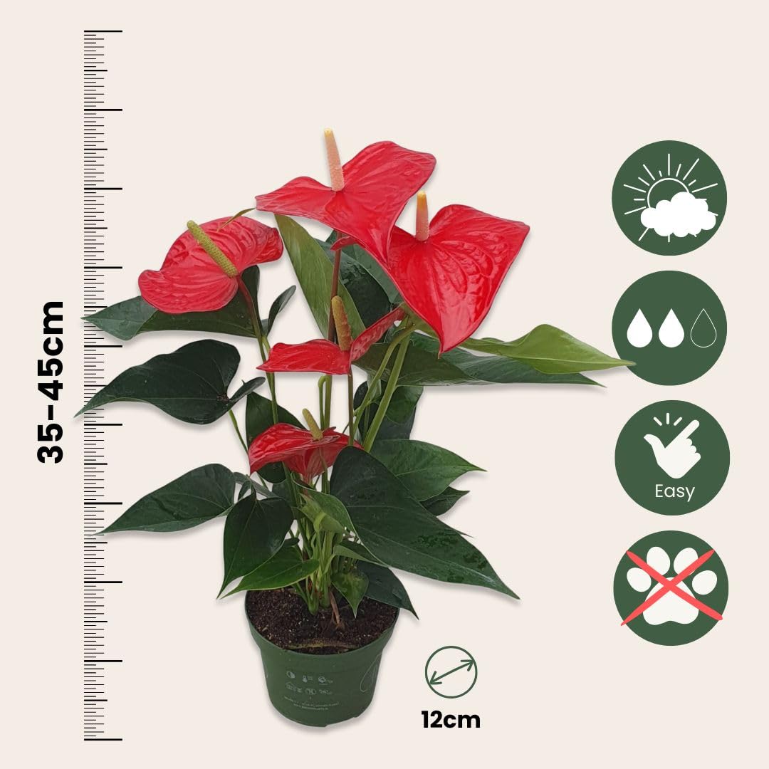 Plant in a Box - Flamingoblume - Anthurium 'Royal Champion' - Hhe 35-45cm  - Topf 12cm - Blhende Zimmerpflanze - Rot : Amazon.de: Garten