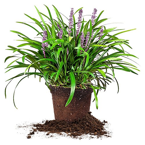 Royal Purple LIRIOPE - Size: 1 Gallon, Live Plant, Includes ...