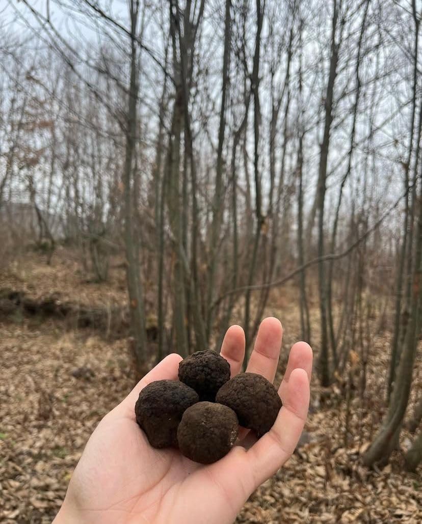 Carpaccio de truffe noire d'été (Tuber Aest. Vitt) - 60 g - Prêt à l'emploi - Gourmet - Fabriqué en Italie