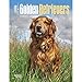 Golden Retrievers 2016 Engagement