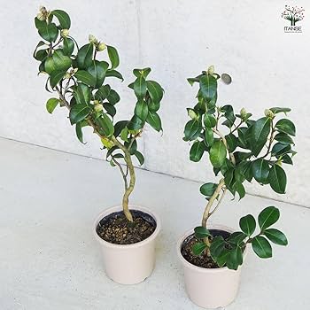 Amazon.co.jp: ITANSE 椿(ツバキ)の苗木 品種：対馬の娘(つしま