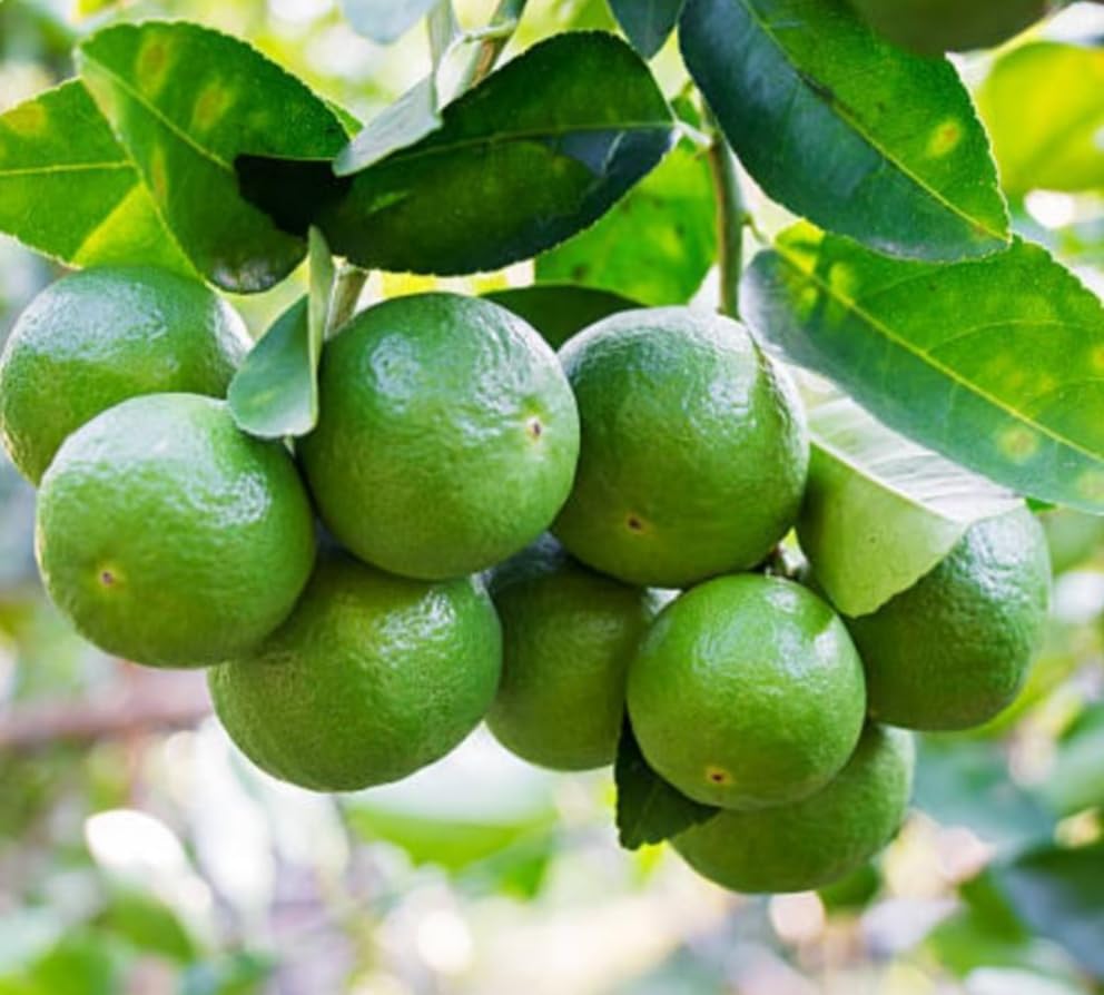 Image of Seedless Lemon Plantsapling Dwarf Special Variety All Season Hybrid Pati Nimboo /Nimbu /Lemon Plant (One Healthy Live Nimbu Plant Height 1.5-2 ft) Pack Of 1,CF L97
