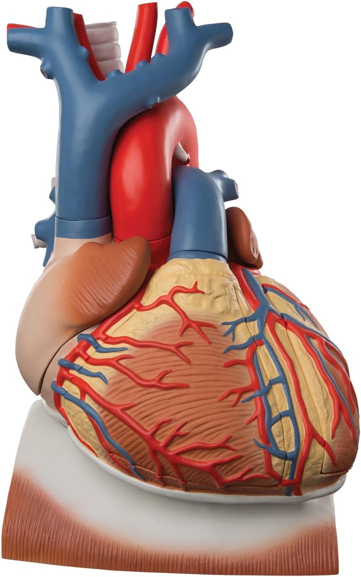 Amazon 大きな心臓模型 分解し心臓内部の構造を観察できます 上大静脈や肺動脈 食道なども再現 心臓 横隔膜付 3倍大 10分解モデル 3b Scientific 3b Scientific 人体模型 解剖モデル