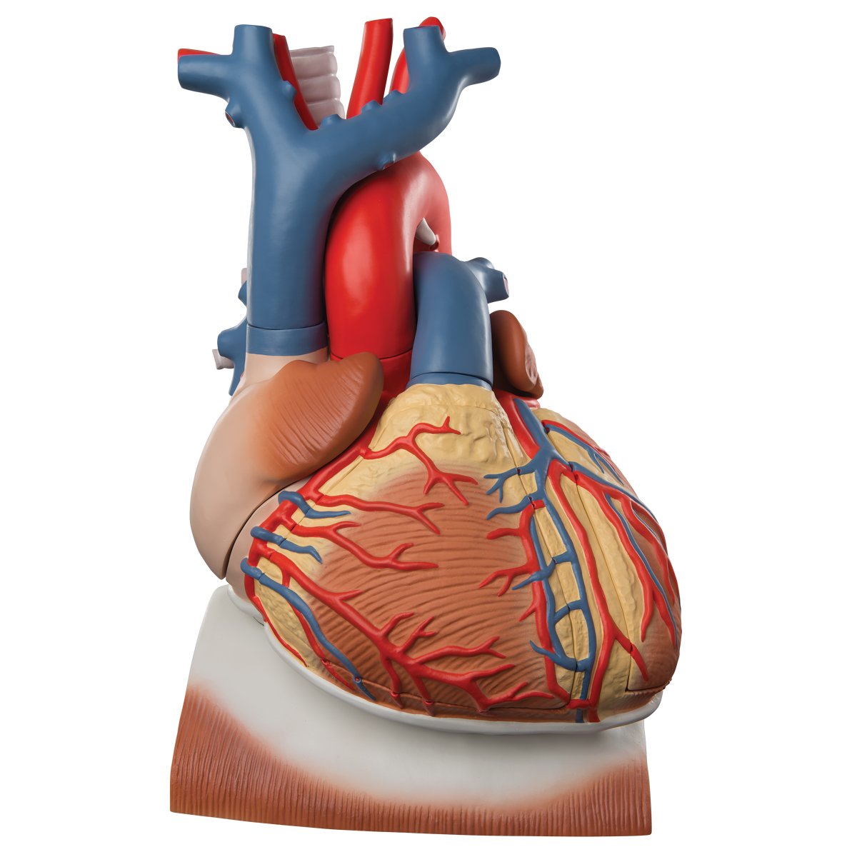 3B Scientific Human Anatomy - Heart Model on Diaphragm, 3 Times Life Size, 10 Part + free anatomy software - 3B Smart Anatomy