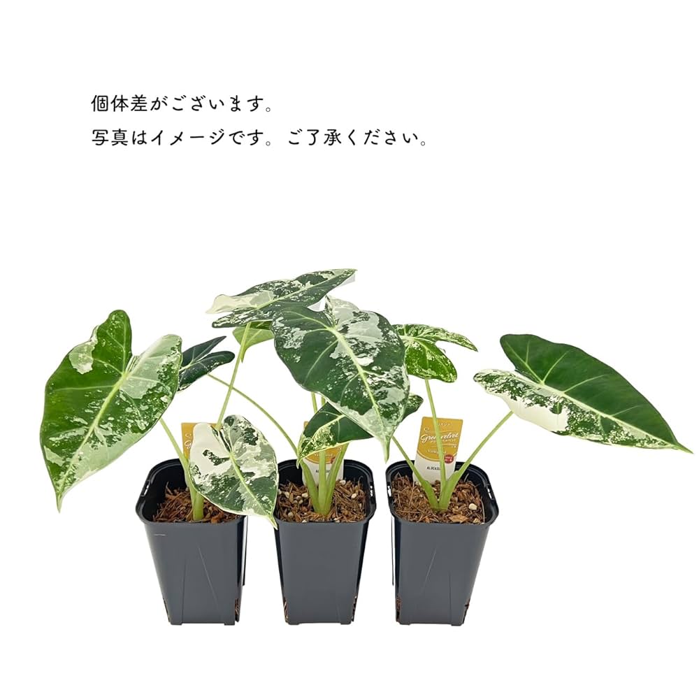 Amazon｜アロカシア グリーンバタフライ 3.5号 ねこチップSS