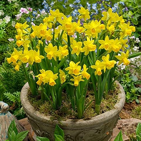 Narcissus Tete-a-Tete Daffodil Bulbs, 20 Pack Cover