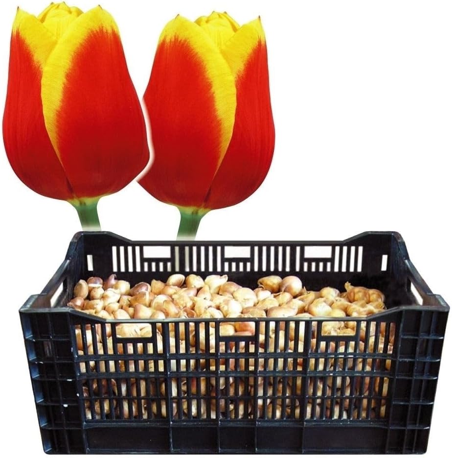 ボリューミー♡ ユーカリ ポポラス テラコッタ鉢植え 苗 苗木 シンボル