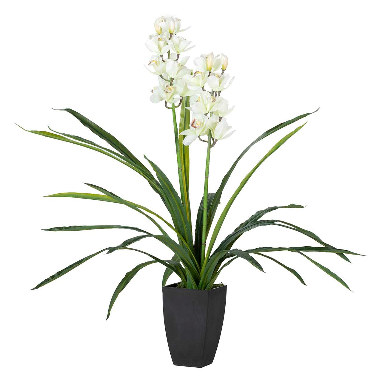 Planta orquidea cymbidium 60x60x100 cm Verde/Negro/Gris