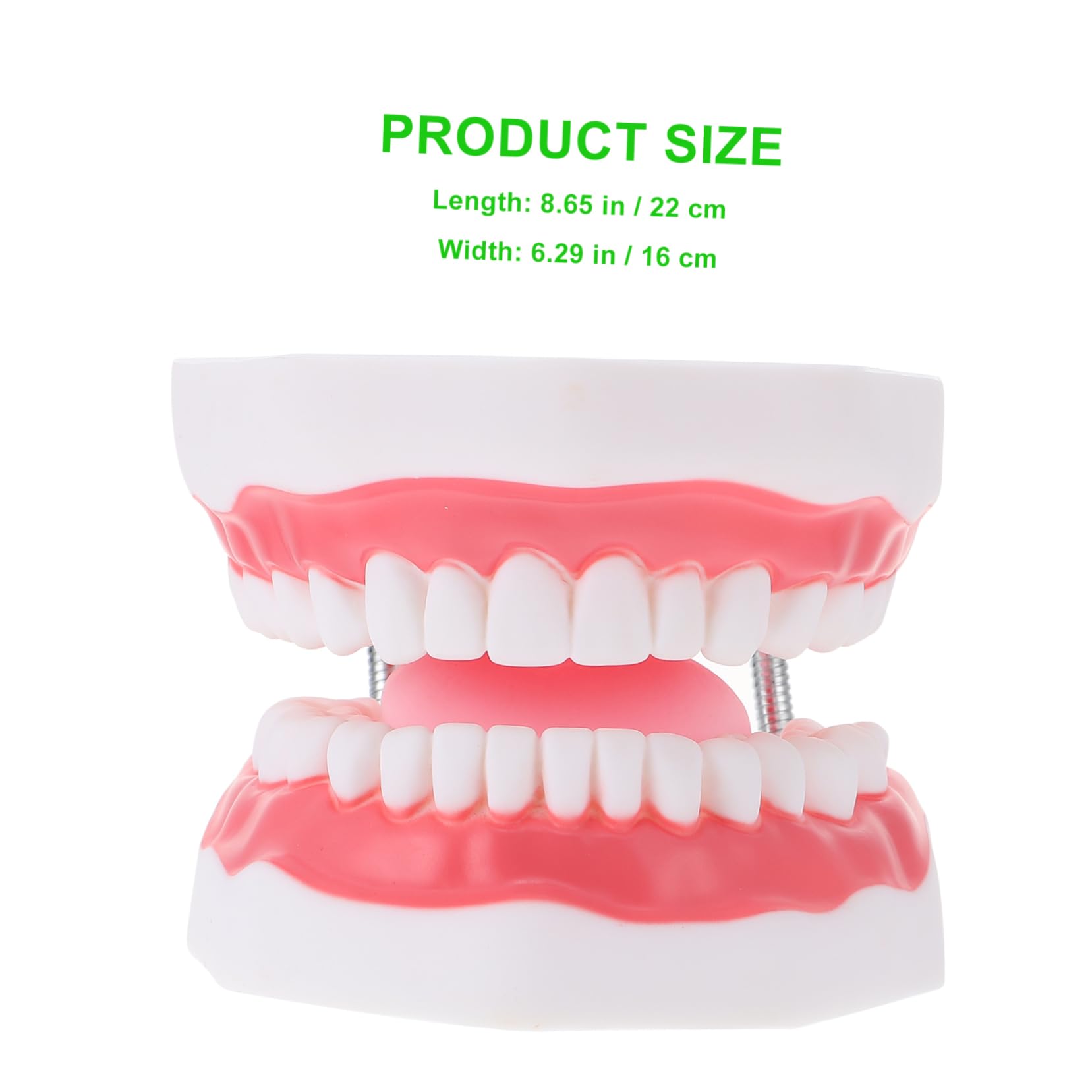Modello Denti Didattico 6x Bianco Pvc con Spazzolino | Ausilio Educativo per Ragazzo Ragazza, Aspetto Creativo, Interazione Genitore-figlio