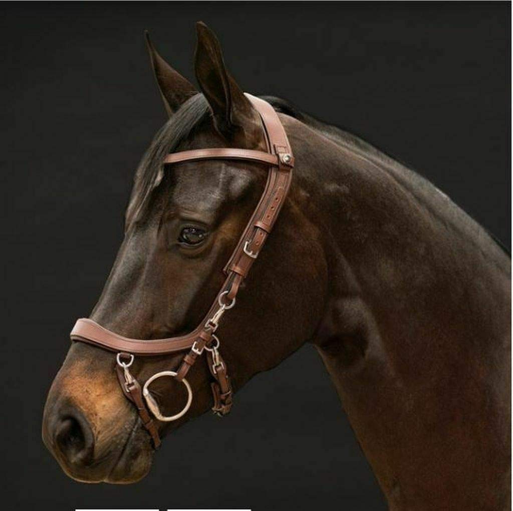 PresTeq FaySport Leather Bridle 12 Anatomical Properties (Pony, Brown)