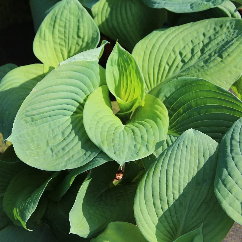6x Hosta sieboldiana 'Elegans' – Vaso 9x9 cm – pianta da ombra foglia blu verde ornamentale