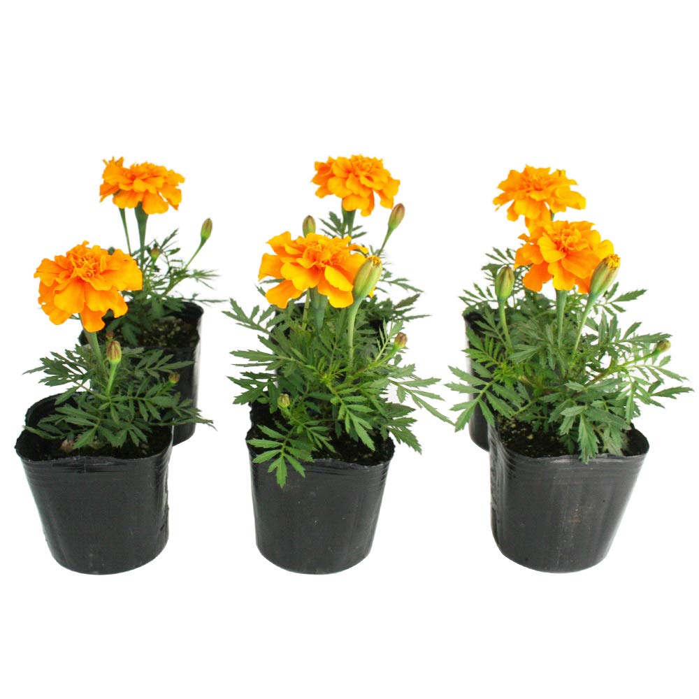 マリーゴールド Amazon | フレンチ マリーゴールド デュランゴ オレンジ 花苗 6ポット