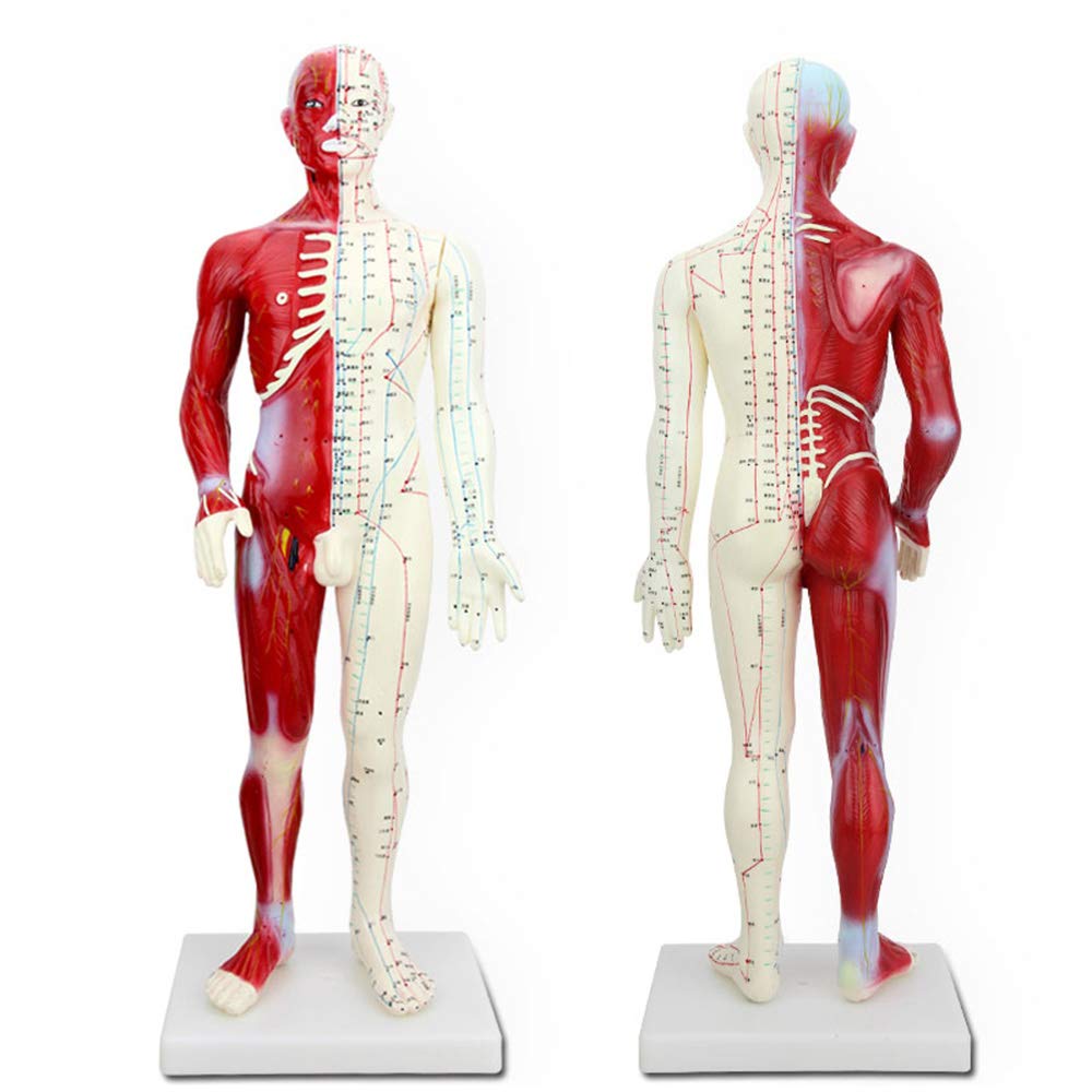Sjdopulse Men's Acupuncture Model - 60Cm Human Acupuncture Model - Human Meridian Point Muscle Anatomy - For Science Study Display Teaching Medical Model