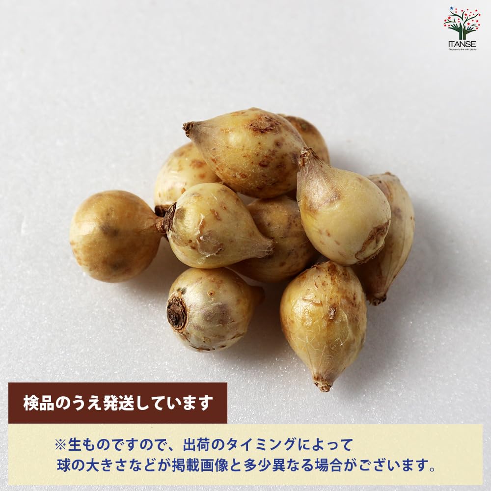 ヒ*イ様 ❤️開花株❤️根充実❤️893【ダーク　超多弁⭐️立体的球体⭐️】 Amazon.co.jp: ITANSE チオノドクサ ピンクジャイアント 8球