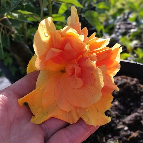 Miniatura 4 de 2 plantas vivas de hibisco, agrupadas de 8 a 12 pulgadas de alto, resistentes plantas de hibisco vivas, arbustos con flores de hibisco (hibisco de