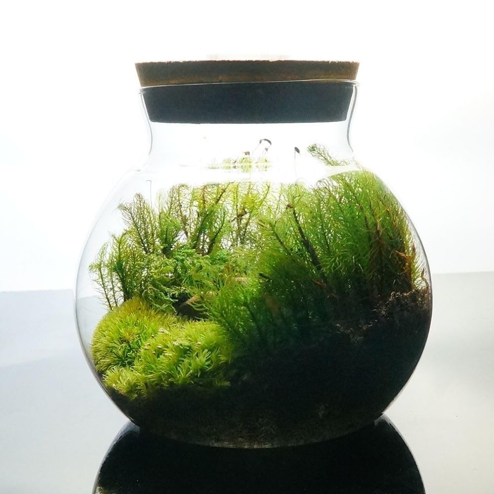 Amazon.co.jp: 【苔庵介る】 【LEDで光る】苔テラリウム 完成品 13cm