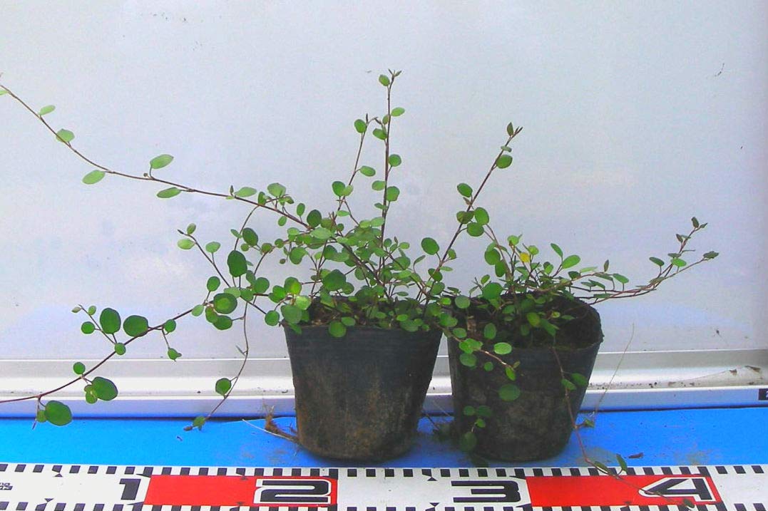 Amazon.co.jp: ワイヤープランツ 【40Potセット】 下草苗 : DIY
