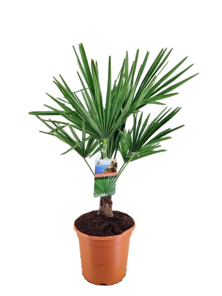 Palma cinese di Chusan "Trachycarpus fortunei" pianta in vaso ø19 cm FOTO REALE Vivaio di Castelletto