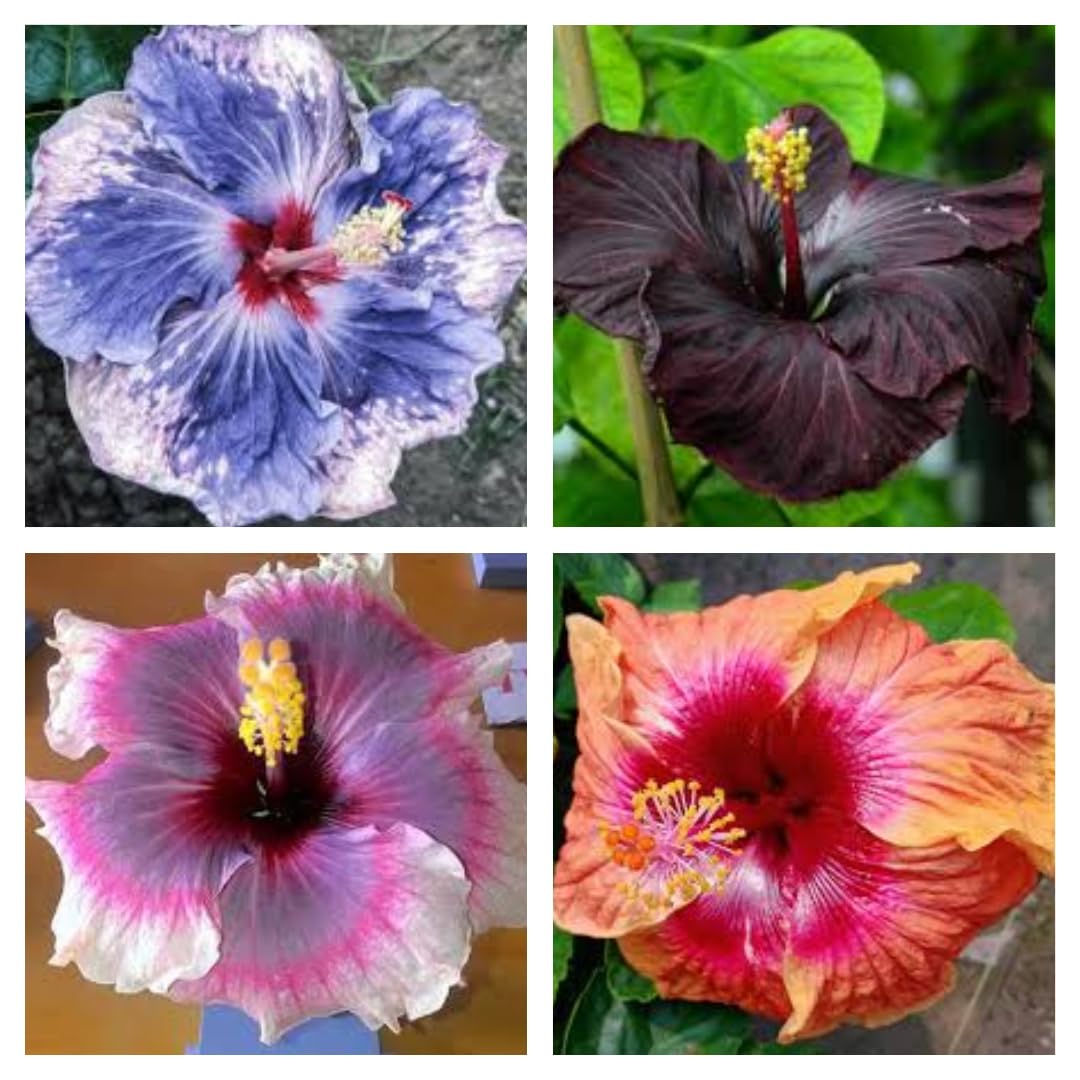 Gislenus Hybrid Hibiscus Combo Pack Of 4 Live Plant Healthy Rare Plant For Your Beautiful Home & Garden With Pepper Bags Mix Color Flower Plant (B0D7GWDR4V) Amazon Price History, Amazon Price Tracker