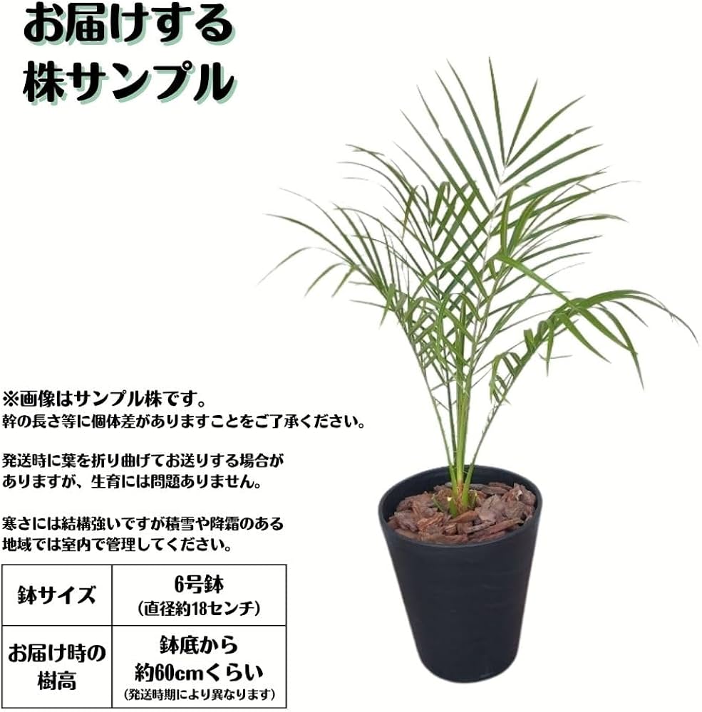 Amazon|ミニサイズ フェニックス ロベレニー 6号鉢 ヤシの木 ロべヤシ Amazon|ミニサイズ フェニックス ロベレニー 6号鉢 ヤシの木 ロべヤシ