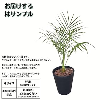Amazon｜ミニサイズ フェニックス ロベレニー 6号鉢 ヤシの木 ロ