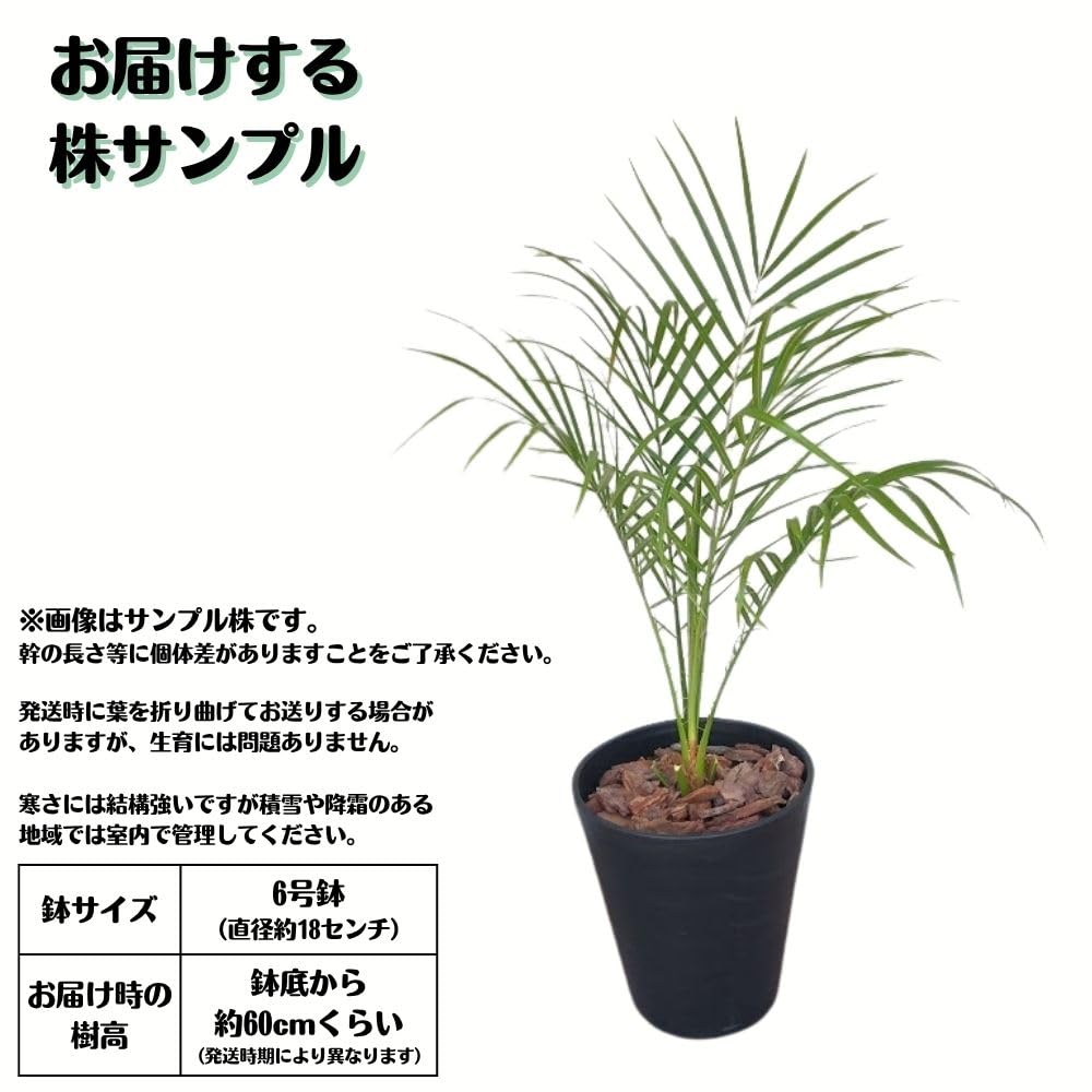Amazon｜ミニサイズ フェニックス ロベレニー 6号鉢 ヤシの木 ロべヤシ