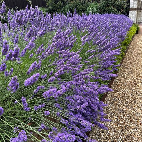 YouGarden Lavender 'Phenomenal' in 1.5L Pot, Lavandula Intermedia, Costal Plants for Gardens, Fragrant Lavender Plant in Pot, Hardy Perennial Plant for Patios and Beds