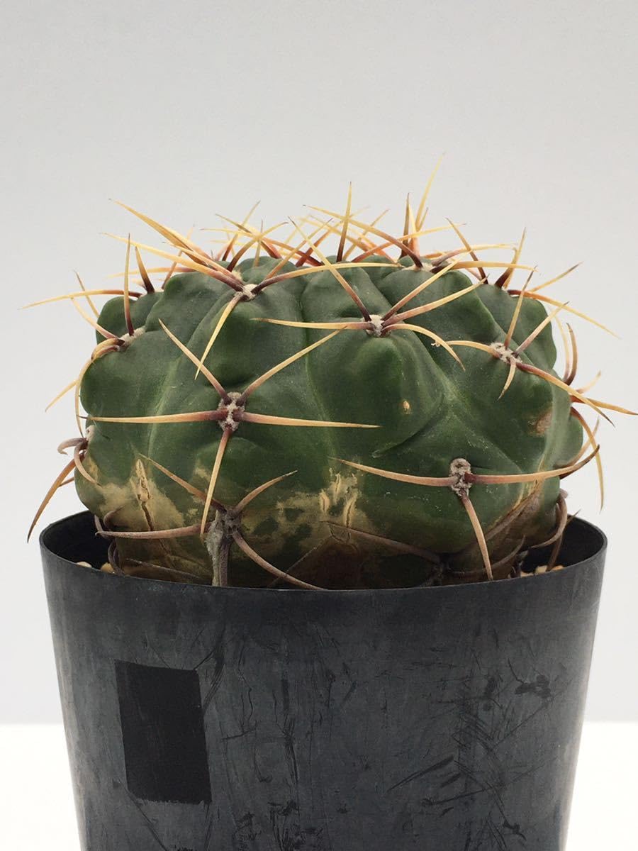 Amazon.co.jp: ギムノカリキウム 多花玉 Gymnocalycium multiflorum