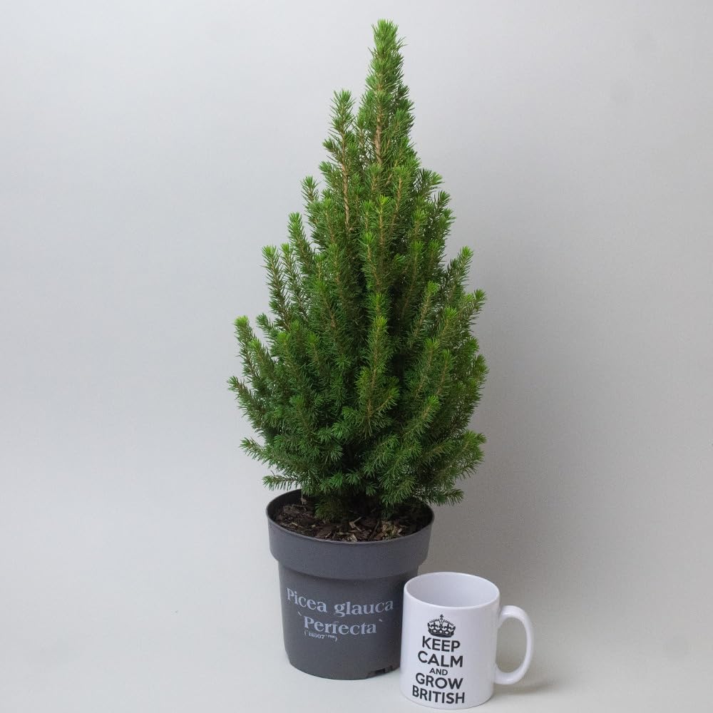 Picea Glauca - Christmas Tree, Perfecta Variety Potted Christmas Tree in 15cm Pot, Tropical Plants UK