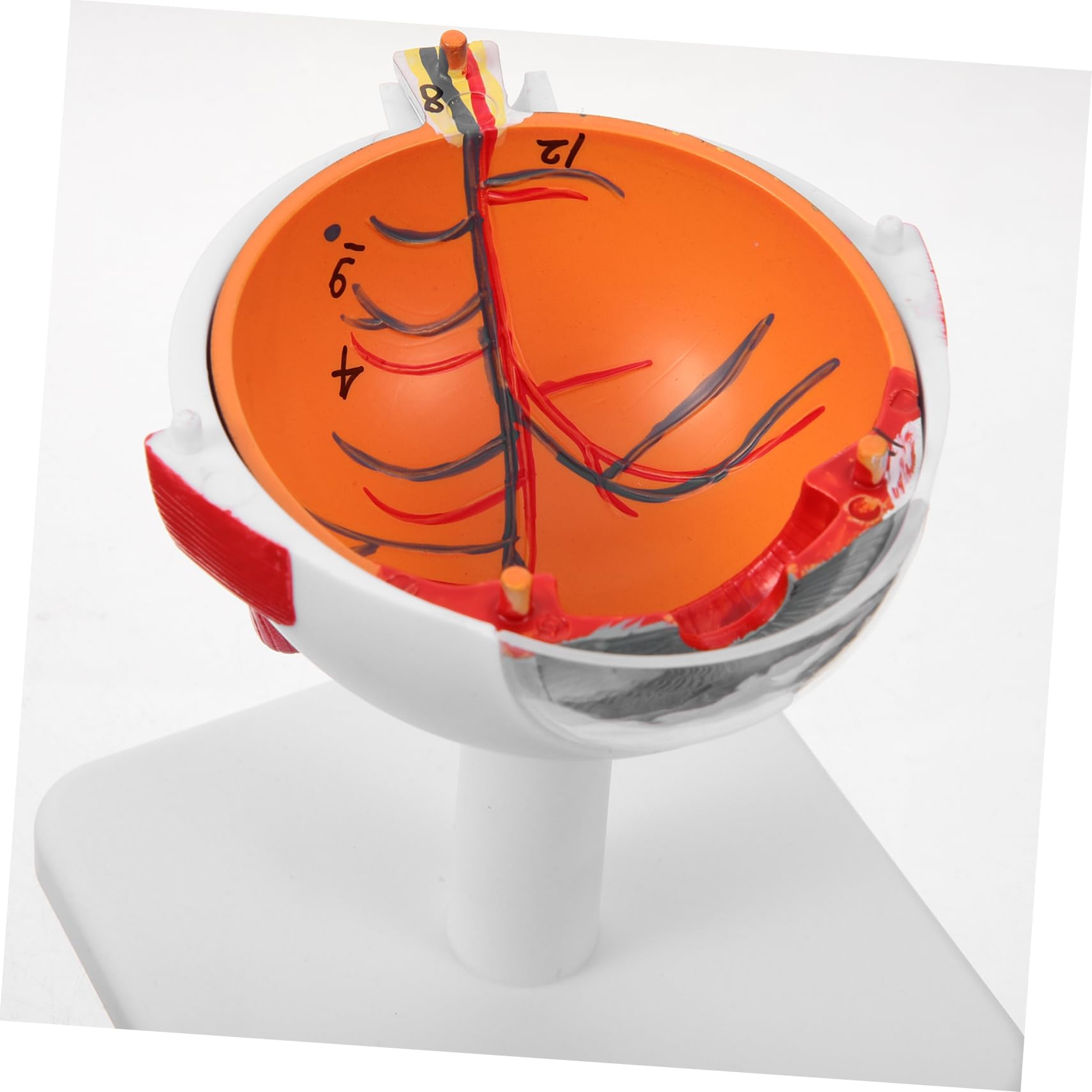 Amazon.co.jp: Healvian 眼球模型 倍拡大眼球モデル 教育用解剖学