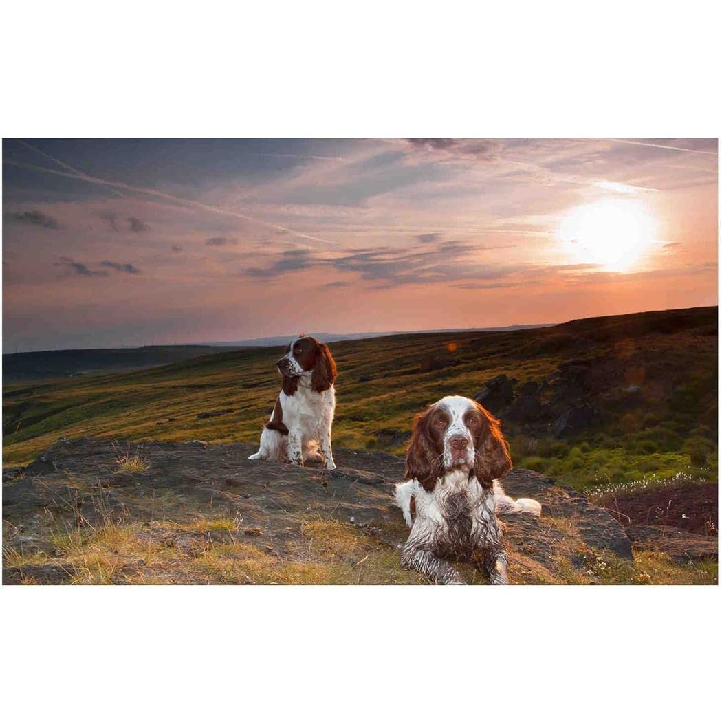 Nprzm H440 Diamond Painting Diamond Painting Kit English Springer Spaniel Dog 5D Diamond Dot Painting Adult Beginner Mosaic Painting Kit Diamond Art Home Art Decorations 30X40cm