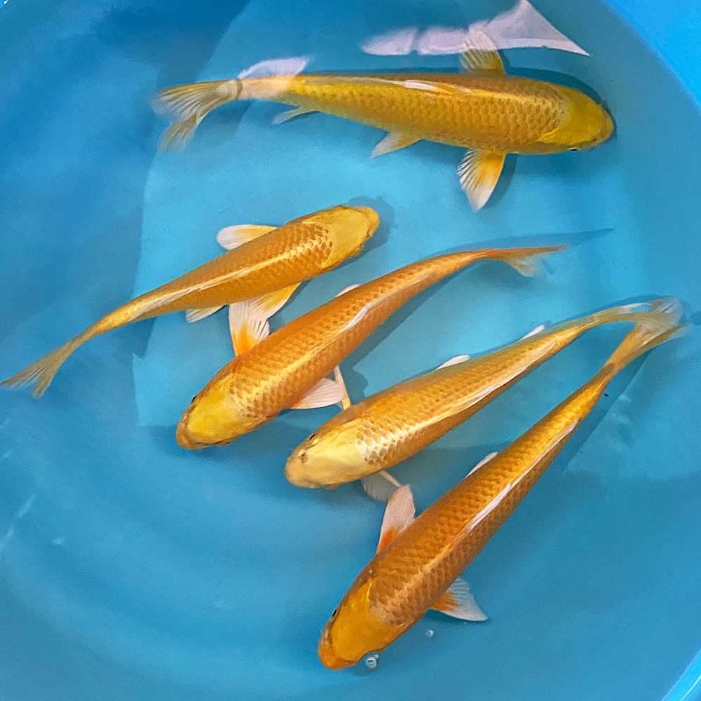 Amazon | 【生体】錦鯉 山吹黄金 約33cm～37cm前後 1匹 鯉 色鯉