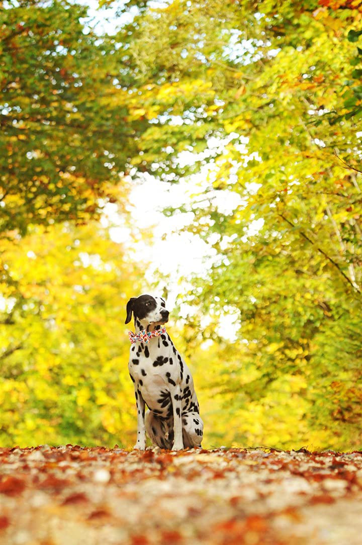 Elegant Little Tail Hundehalsband – Sonnenblumen-Muster, Baumwolle, Verstellbar Größe M (bis 55,9 Cm)