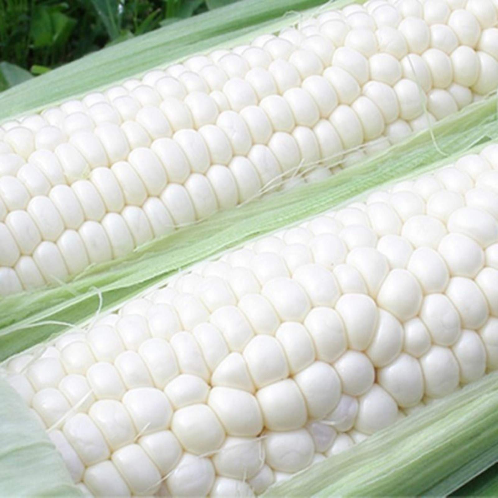 shoppingba 30Pcs Corn Seeds Easy Grow Delicious Vegetable Crop Home Farm Yard Garden Plants - White Corn Seeds