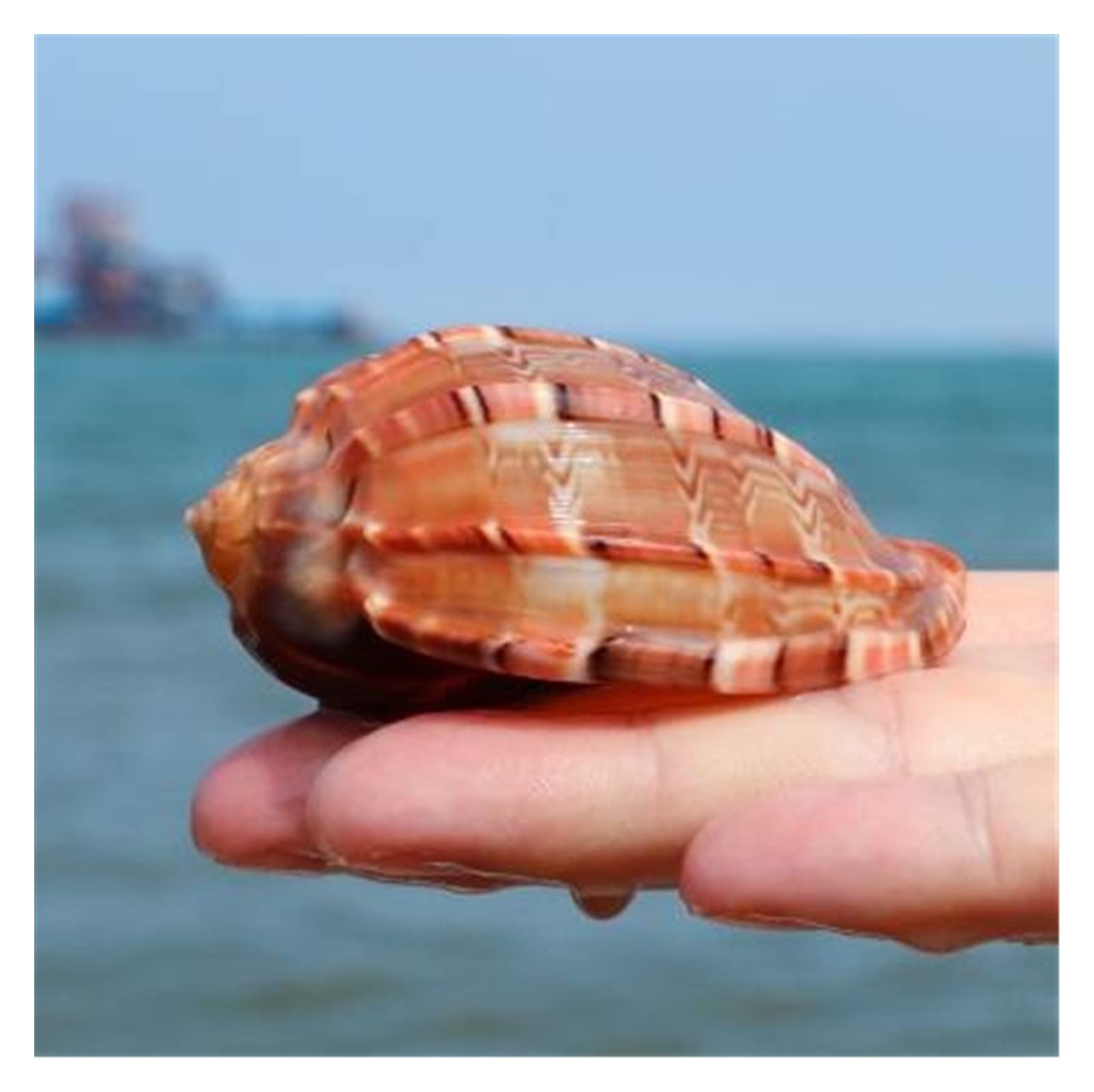 12 Teile/los Neue Seeschnecke Natürliche Shell Große Tritonshorn Aquarium Aquarium Rolle Schalentiere Zucht Mittelmeer Topf Einrichtung Ozean Dekoration Raumdekoration (Color : 7-8cm)