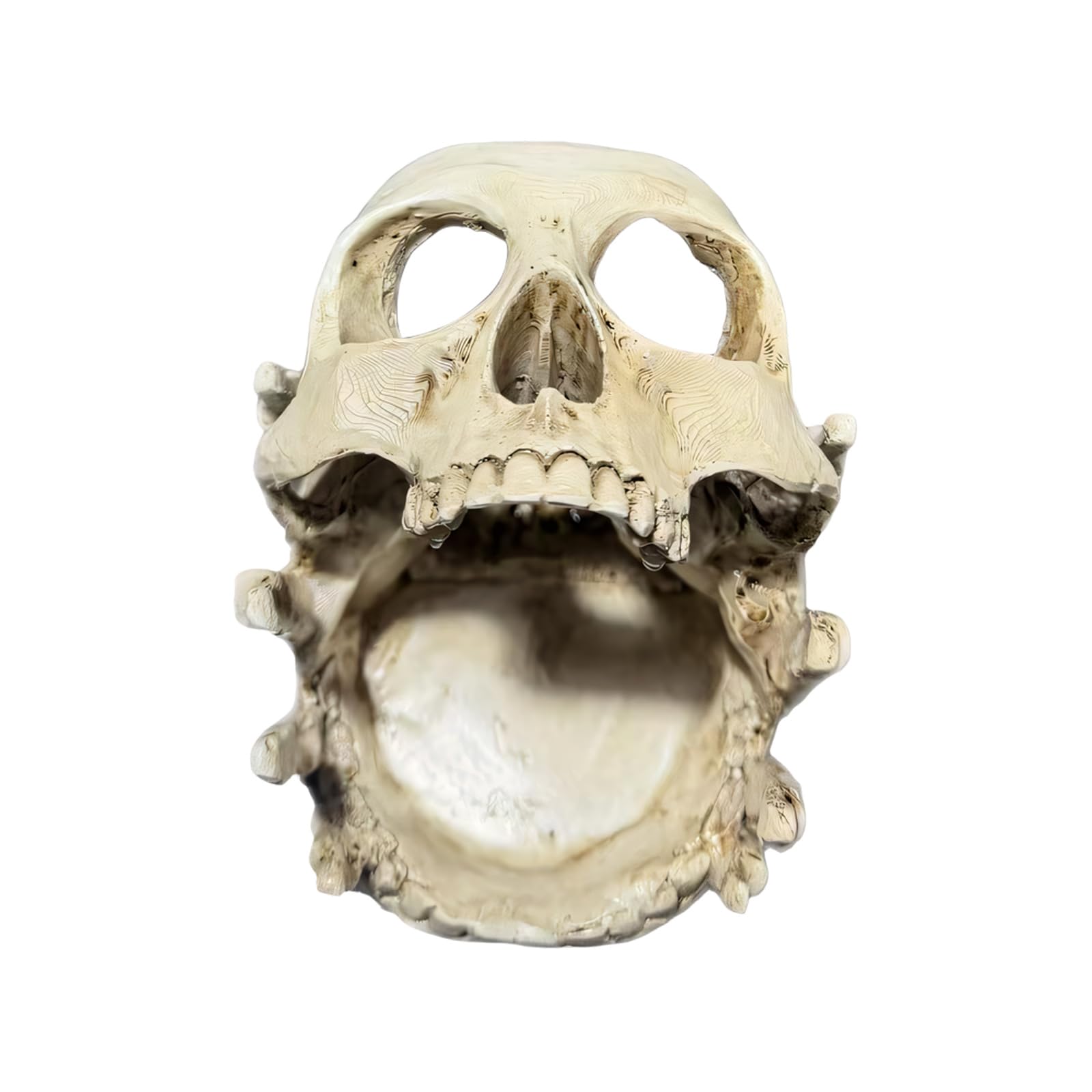 Msioytog Handcrafted Skull Resin Rings for Organizing Small Accessories and Decoration Items Skull Rings Holder