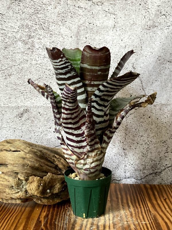 コントラスト強めを選んでいます】エクメア チャンティーニ エクメア