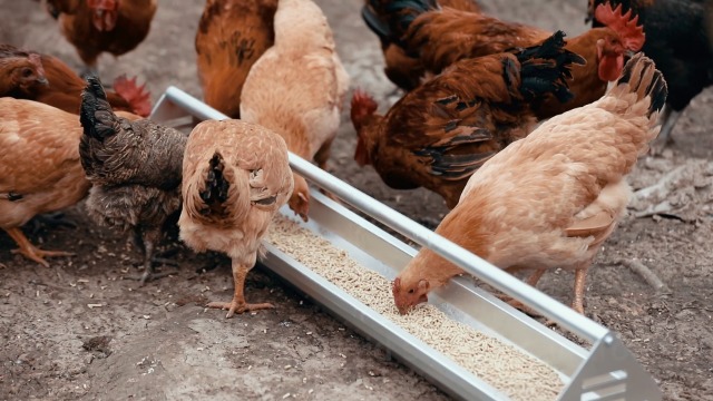 Mangiatoia Per Polli In Lamiera Zincata - Con Barrette Separatore, 100x15x13 Cm, Per Pulcini E Pollastrelle - Foto 10