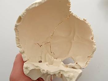 Amazon | 3B社 頭蓋骨模型 頭蓋骨22分解キットナチュラルカラー