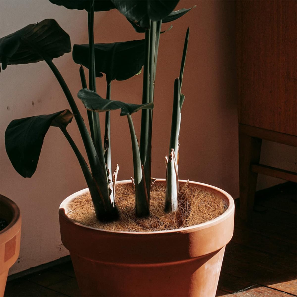 Fibra Natural para Macetas 3 Bolsas 300g 100g Cada Una Revestimiento Orgánico para Plantas y Hortalizas Alta Aireación y Retención de Humedad Cubierta Transpirable para