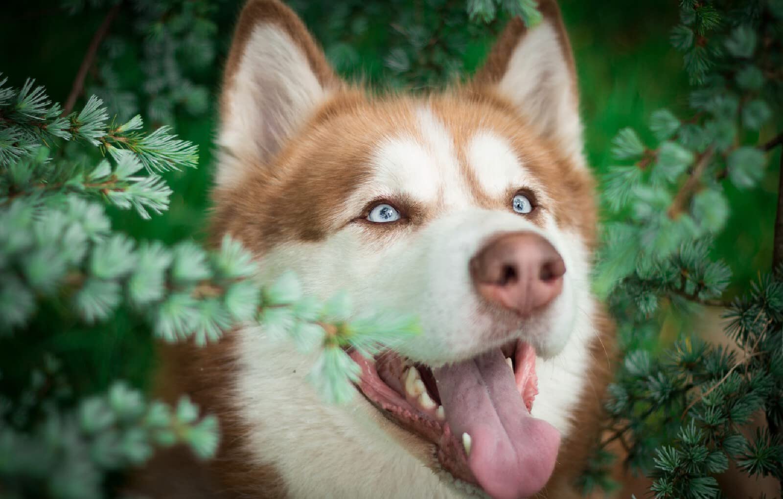 Kinderpuzzle, 2000 Teile, Sibirischer Husky, Intelligenzspiel zum Stressabbau, 70 x 100 cm
