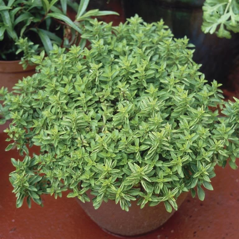 Marjoram 'Compact' (Origanum vulgare 'Compactum') Herb Plants – Grow Your Own Herbs Ideal for Greenhouse, Garden, Polytunnel, Large Pots or Containers - UK Grown by Park Farm Plants (1 x 9cm Pot)
