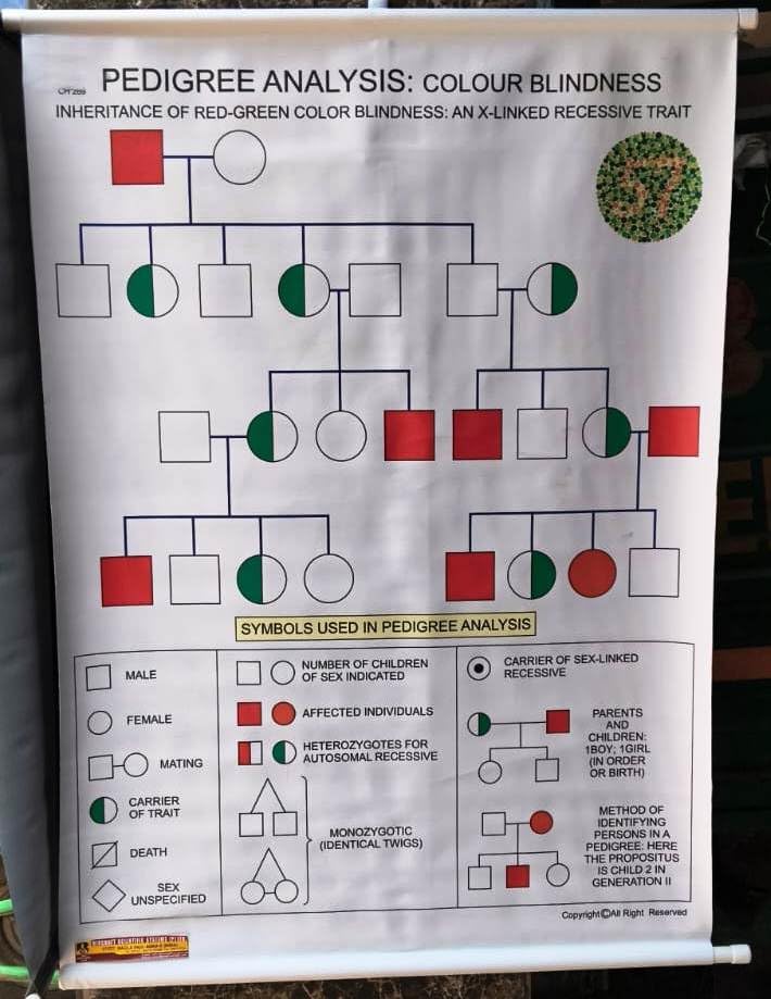 Biocrafts Rexine Biology Chart — Pedigree Analysis: Color Blindness | 70x100 cm | School Wall Chart-image-49
