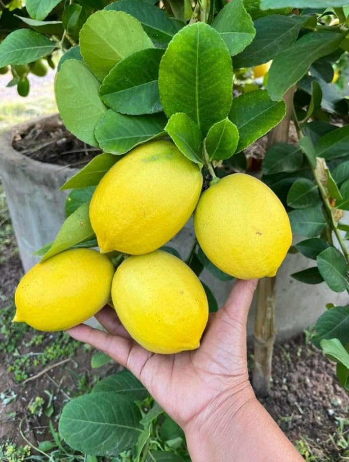 Meyer Lemon Tree Live Plant Yellow Lemons Plant Fruit Tree 2-5 Inch Tall 3.5 Inch Pot - No Ship CA