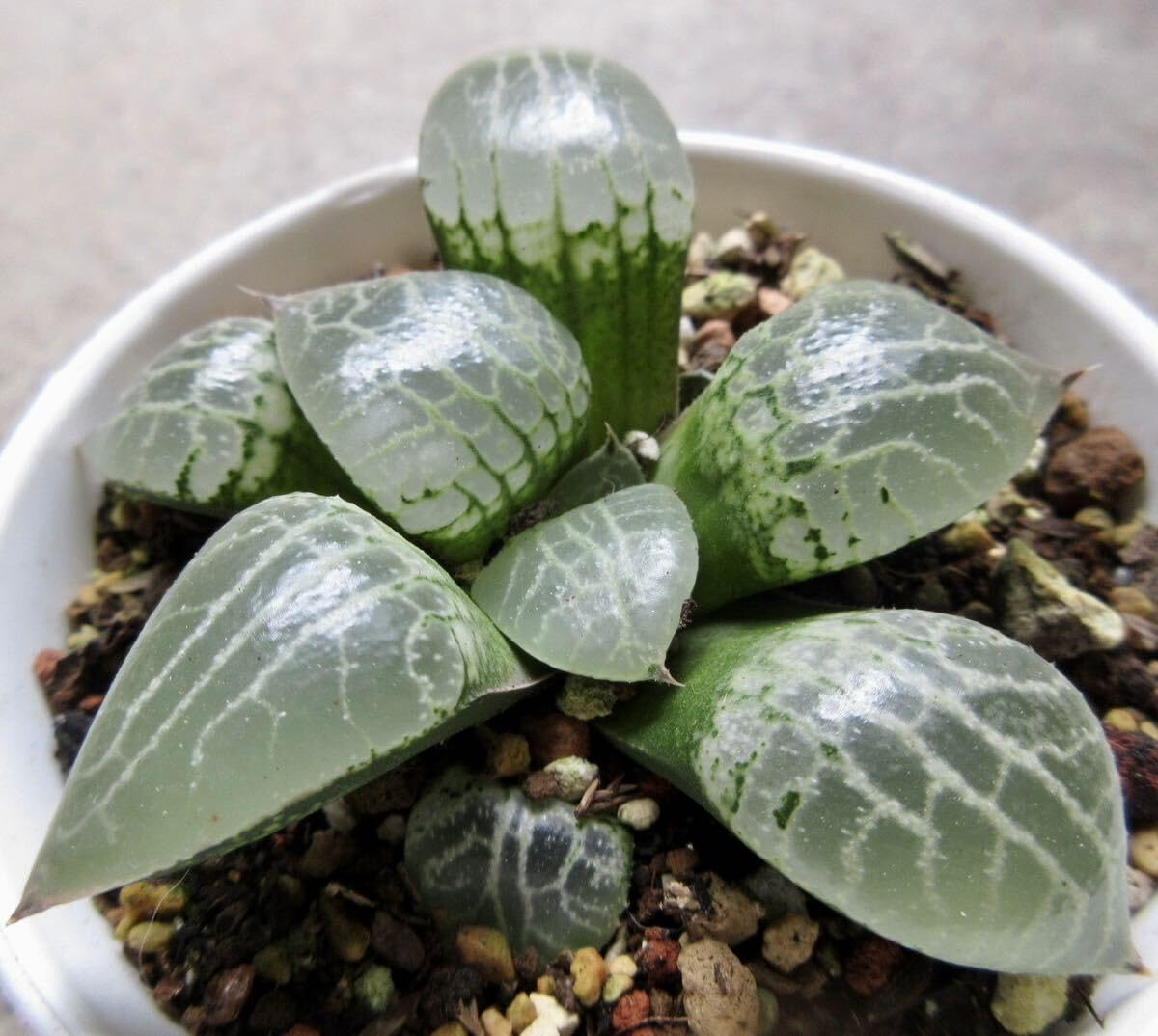 Amazon.co.jp: * 水晶 コンプト101 *.ハオルシア* ハオルチア *.多肉