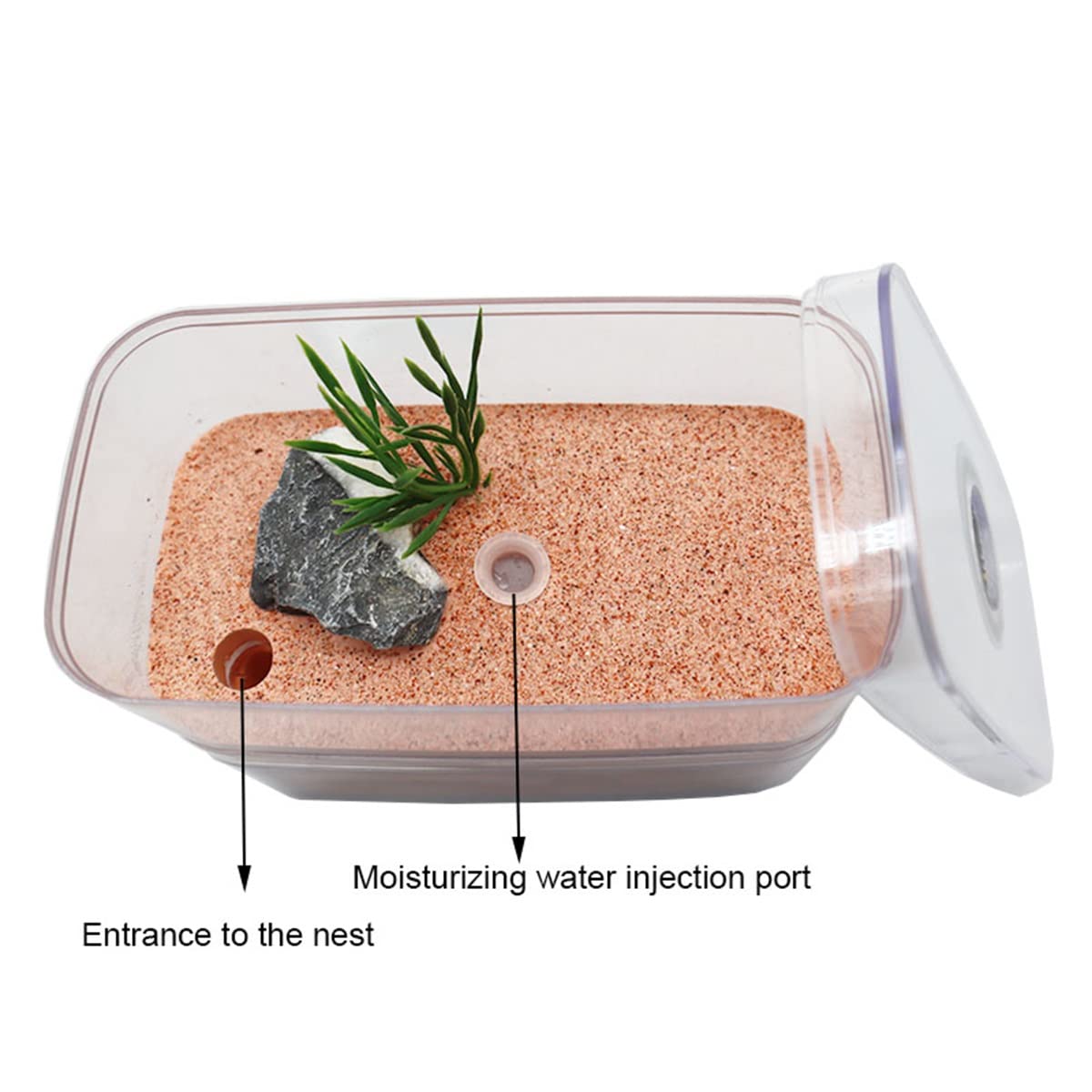Ant Nid de fourmis en plâtre Formicarium Habitat pour animaux domestiques Château d'insectes avec zone d'alimentation