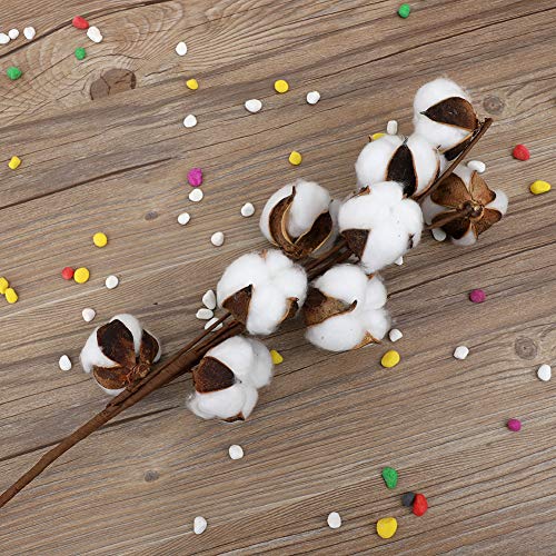 3pcs 10 Bolls Natural Cotton Dried Flower Stems miniatura 7