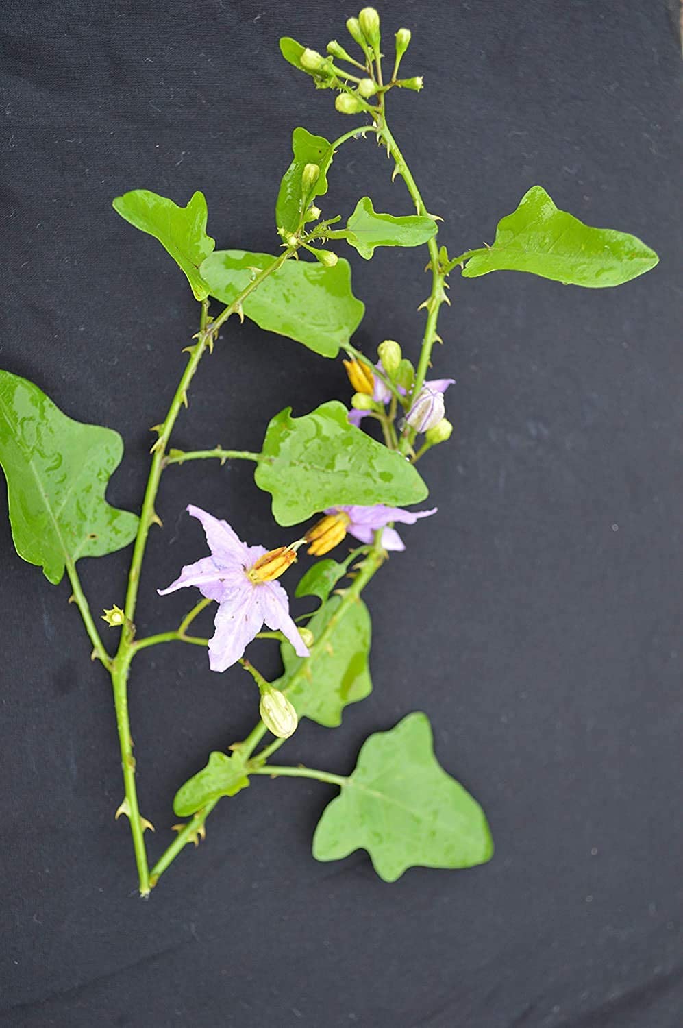 CooPany� Thoothuvalai Live Plant/??????? ???? / Climbing Brinjal Live Medicinal Plant (B08RNBXH5X) Amazon Price History, Amazon Price Tracker