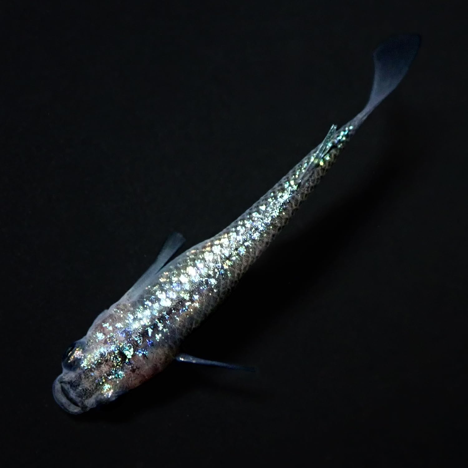 めだか◆令和黒ラメ幹之サファイア系2ペア◆ めだか◇令和黒ラメ幹之サファイア系2ペア◇